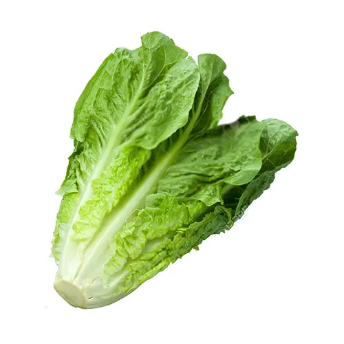  خس فرش شمسين