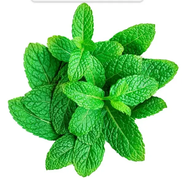 Shamseen Fresh Mint