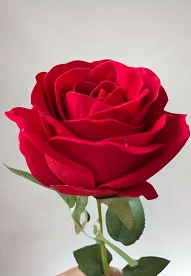 Shamseen Natural Roses